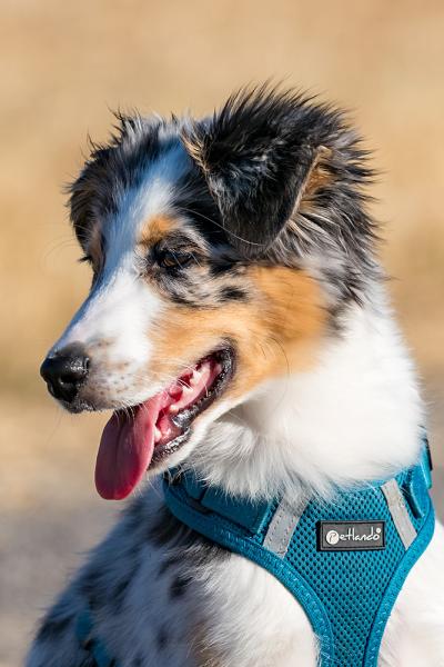 Petlando Mesh Vest Geschirr - Hundegeschirr - Brustgeschirr für Hunde