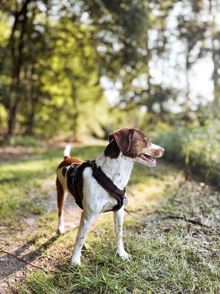 MESH Y-Comfort Geschirr von Petlando Brustgeschirr für Hunde - Hundegeschirr