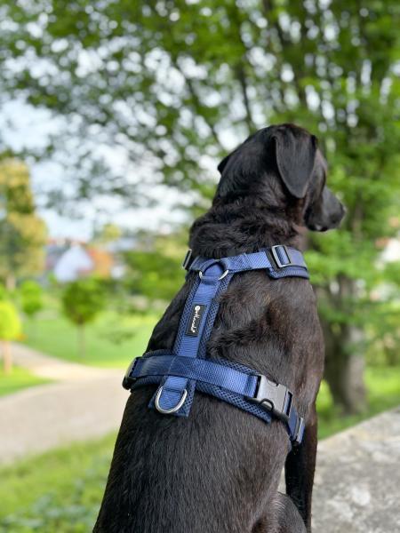 MESH Y-Comfort Geschirr von Petlando Brustgeschirr für Hunde - Hundegeschirr