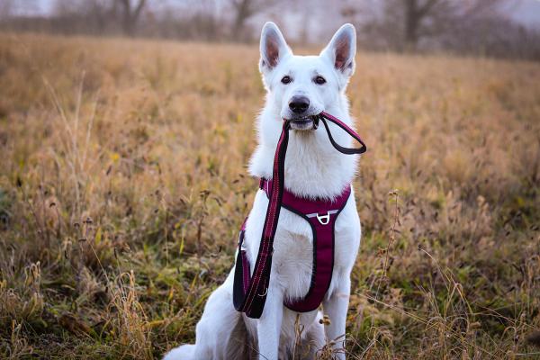 Hundegeschirr gepolstert - Petlando Outdoor Brustgeschirr für Hunde, mit Haltegriff, waschbar