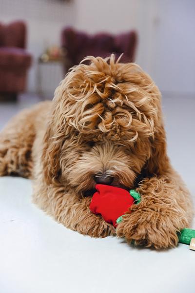 Hundespielzeug Plüsch - beeztees rote Rose [30 cm]