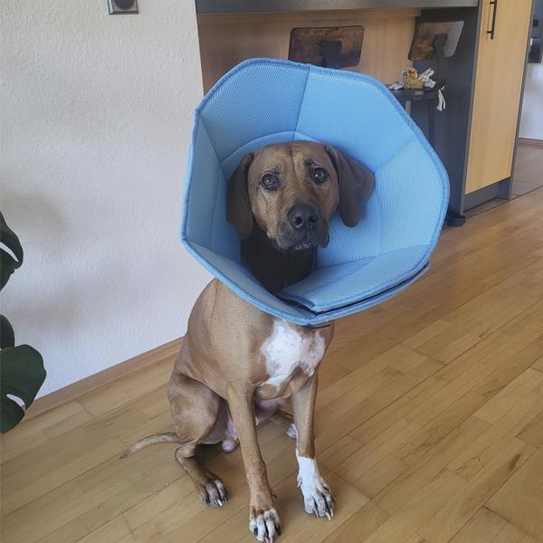 Schutzkragen Stoff - stufenlos verstellbarer Halskragen für Hunde und Katzen als Leckschutz nach OP zur Wundversorgung
