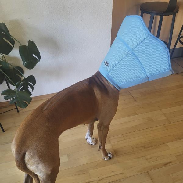 Schutzkragen Stoff - stufenlos verstellbarer Halskragen für Hunde und Katzen als Leckschutz nach OP zur Wundversorgung