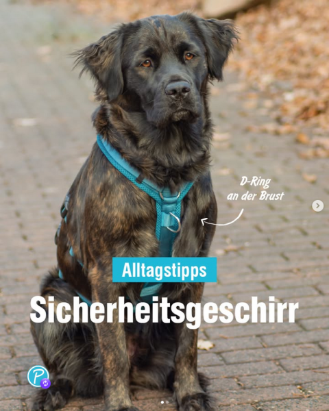 neue Ausführung mit D-Ring an der Brust