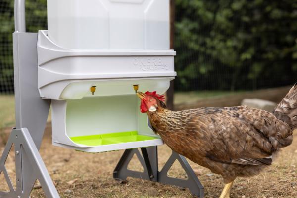 SmartCoop Geflügeltränke 10L Hühnertränke mit Wandhalterung