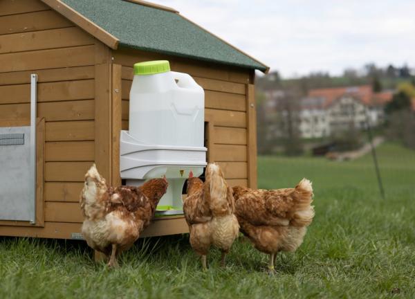 SmartCoop Geflügeltränke 10L Hühnertränke mit Wandhalterung