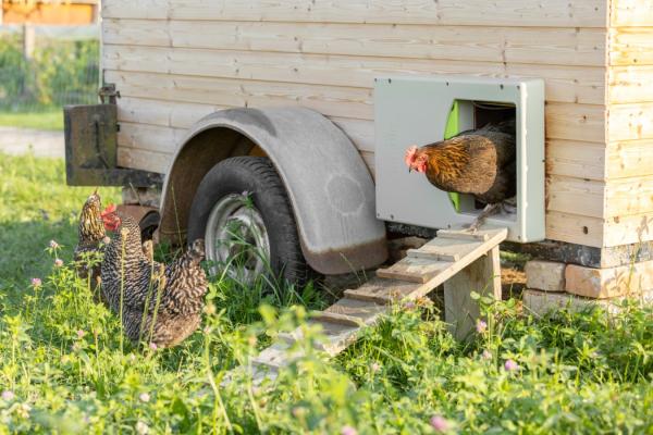 SmartCoop Hühnertür - horizontale automatische Hühnertür (Steuerung erforderlich)