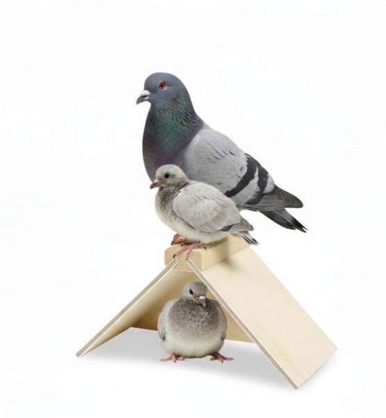 Taubensitzbrett
