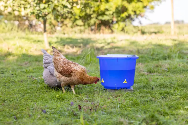 Geflügel Tränkeeimer - Geflügeltränke 12 Liter, blau / transparent, 4 Nippel zum Hinstellen