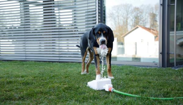 Springbrunnen für Hunde Bubble - Intelligenzspielzeug, Trinkbrunnen und Abkühlung in Einem