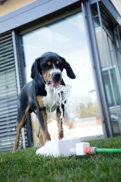 Springbrunnen für Hunde Bubble - Intelligenzspielzeug, Trinkbrunnen und Abkühlung in Einem