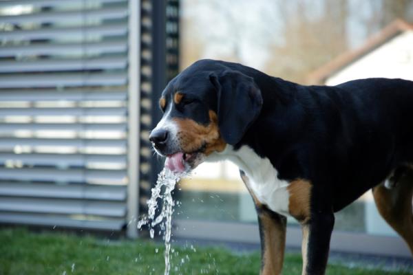 Springbrunnen für Hunde Bubble - Intelligenzspielzeug, Trinkbrunnen und Abkühlung in Einem