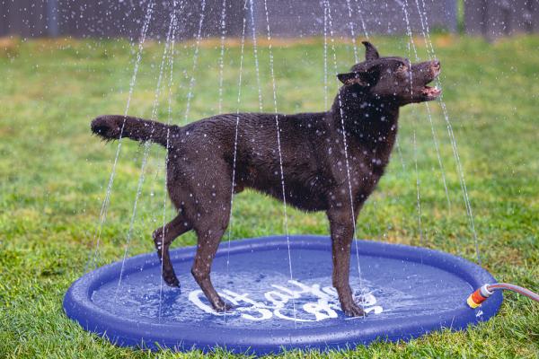 Hunde Wasser-Spielmatte - Wasserspielzeug, Sprinklermatte und Springbrunnen für Hunde als Alternative zum Hundepool