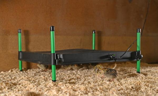 Wärmeplatte CosyHeat Kerbl für Küken, Vögel, Kitten und Hundewelpen