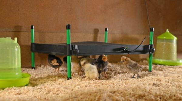 Wärmeplatte CosyHeat Kerbl für Küken, Vögel, Kitten und Hundewelpen