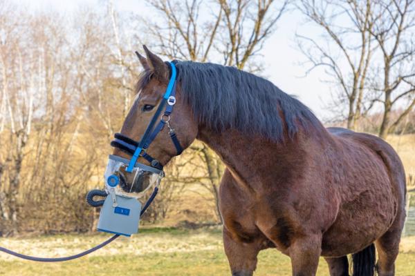 AirOne Flex inkl. Maske [3 Größen] Hippomed Air One Akku Ultraschall Inhalator für Pferde - Inhaliergerät