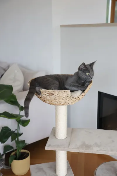 Katzen Kratzbaum Kerbl Banana Leaf Jade - handgeflochtene Liegefläche und Höhle aus nachhaltigen Bananenblättern