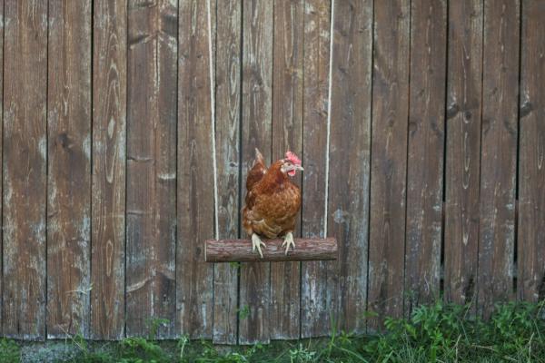 Hühnerschaukel - Schaukel für Hühner, Geflügel und große Vögel