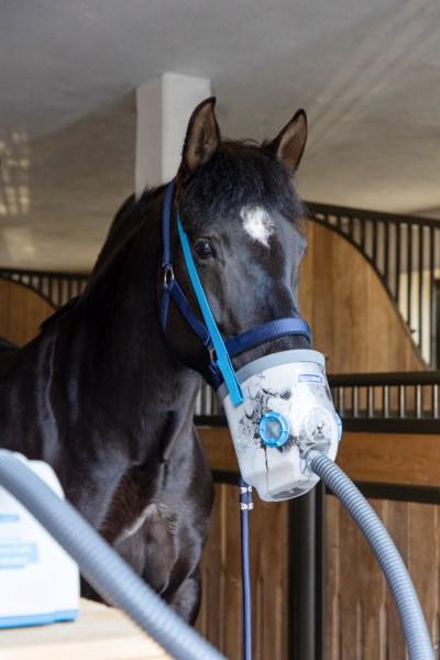 Hippomed AirOne inkl. Maske - Ultraschall-Inhalator für Pferde