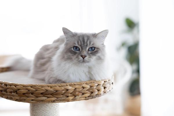 Banana Leaf Katzen-Kratzbaum Kerbl Waxy 104 cm - Katzenbaum mit handgeflochtenen Liegeflächen aus Bananenblättern