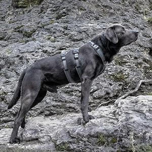 Petlando Sicherheitsgeschirr gepolstert - ausbruchsicheres Hundegeschirr - Panikgeschirr petrol, schwarz, anthrazit