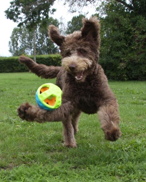 Snackball für Hunde aus TPR - Nobby Active mit Spezialsqueaker, Hundespielzeug, robust und schwimmfähig